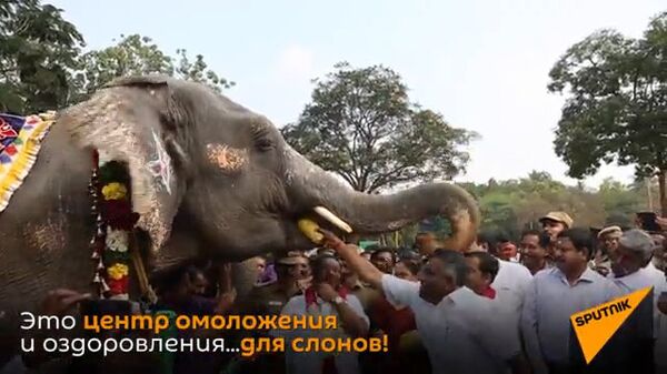 В Индии слонам устроили спа процедуры - Sputnik Արմենիա