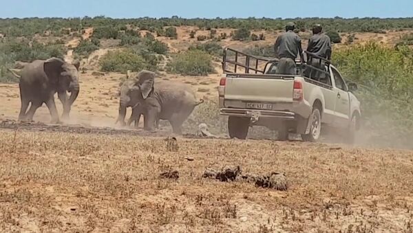 Слоненка в Африке спасли из ямы с грязью - Sputnik Արմենիա