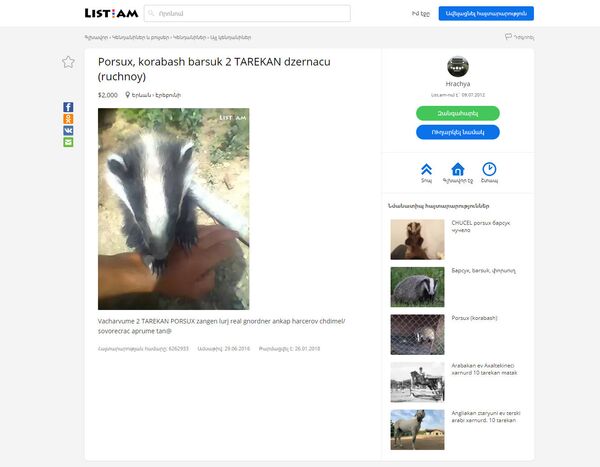 Объявление о продаже барсука в лист.эйэм Объявление о продаже барсука в лист.эйэм - Sputnik Արմենիա