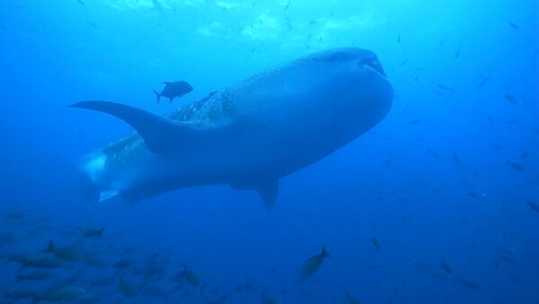 Китовая акула - Sputnik Արմենիա