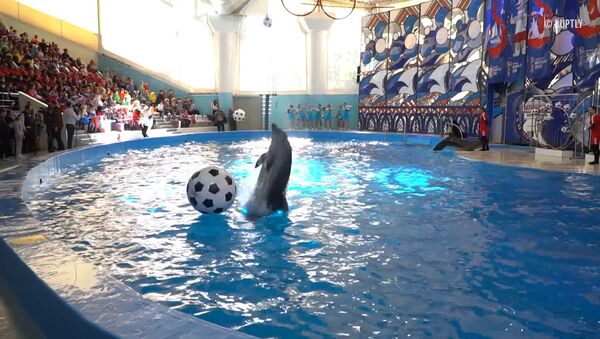 Футбольное шоу в дельфинарии - Sputnik Армения