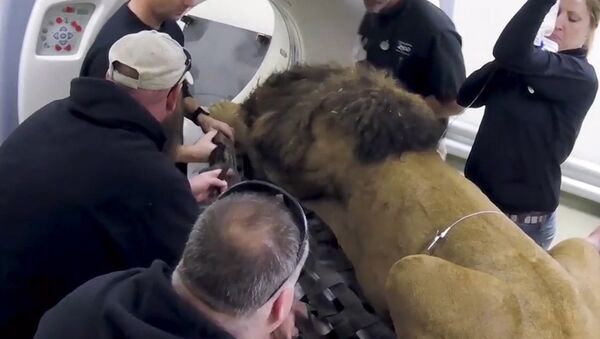 Ветеринары усыпыли льва, чтобы провести ему томографию - Sputnik Армения