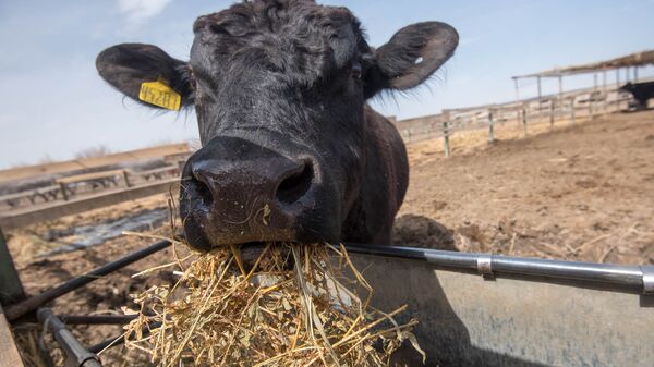 Коровы породы Абердин-Ангус - Sputnik Армения