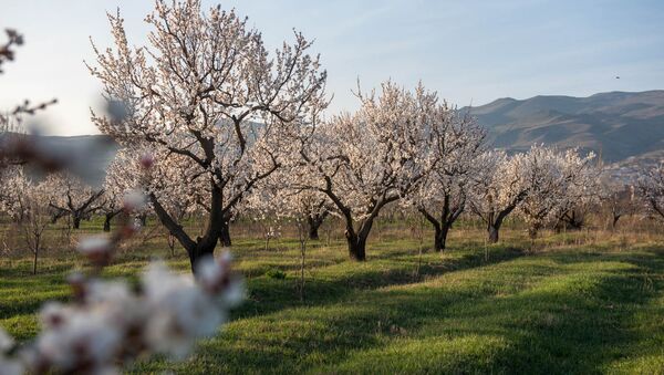 Весна в селе Уджан, Арагацотн - Sputnik Армения