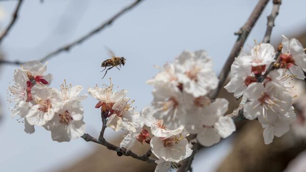 Весна в селе Джанфида, Армавир - Sputnik Армения