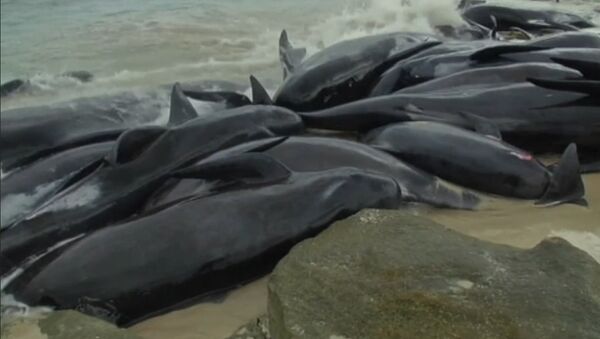 Более 150 черных дельфинов выбросились на побережье Австралии - Sputnik Армения