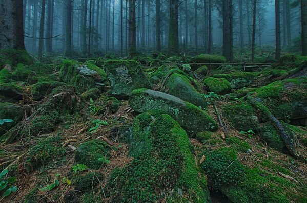 Ամենամութ անտառը՝ Շվարցվալդը, գտնվում է Գերմանիայում։ Անտառը սև են անվանել հռոմեացիները։ Փշատերև ծառերի սաղարթի արանքից արևի լույսը չի թափանցում։ - Sputnik Արմենիա