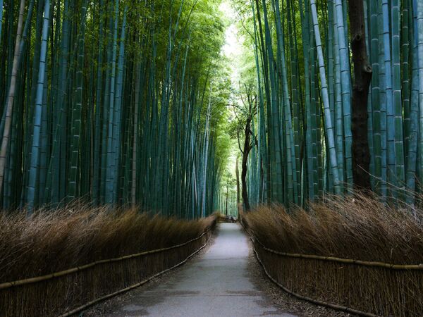 Ճապոնիայի Սագանո բամբուկե անտառը, որը գտնվում է Արասիյամա լեռան ստորոտին, հայտնի է 8-րդ դարից։ - Sputnik Արմենիա