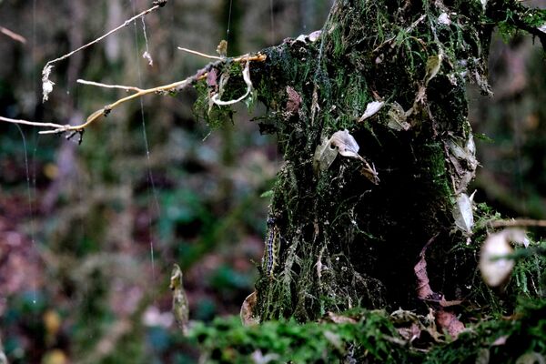 Կարմրածառի-շիմշատե պուրակը մնացուկային անտառ է Սոչիում՝ Ախուն լեռան լանջին։ Ոչնչացման եզրին է հայտնվել հրաթիթեռների պատճառով, որոնք բերել են 2012-ին Սոչիի օլիմպիադայի համար գնված բույսերը։ - Sputnik Արմենիա
