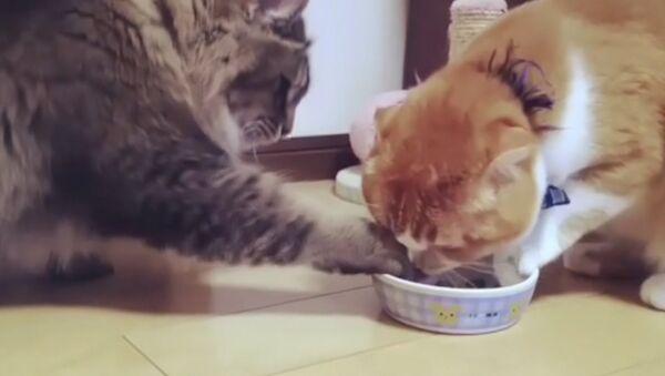 Кошки отнимают друг у друга еду - Sputnik Արմենիա