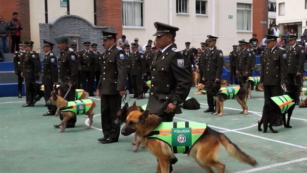 Почетные проводы полицейских собак в Эквадоре - Sputnik Армения