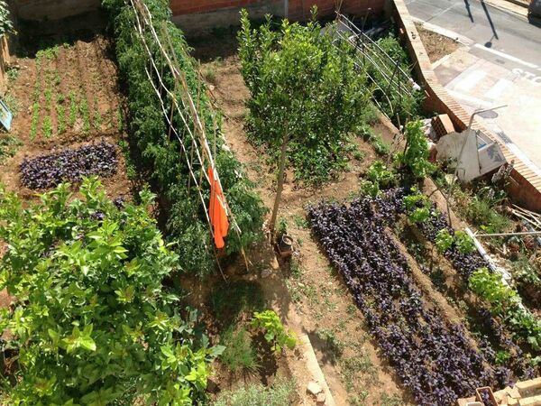 Сад Лерника Азизяна, где он выращивает различные продукты, в том числе армянские абрикосы, черешню, базилик Сад Лерника Азизяна, где он выращивает различные продукты, в том числе армянские абрикосы, черешню, базилик - Sputnik Արմենիա