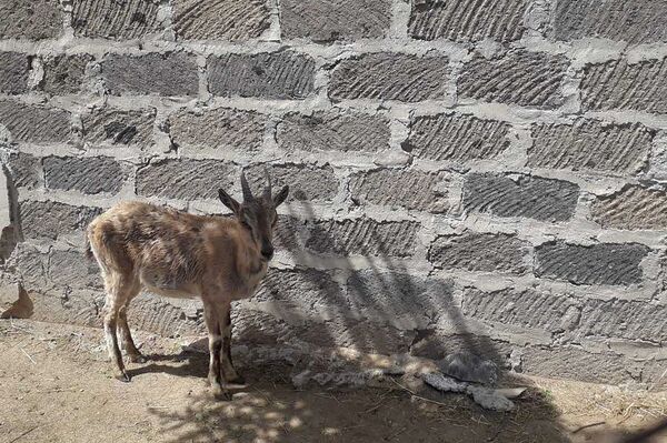 Занесенного в Красную книгу безоарового козла перевели в зоопарк - Sputnik Армения