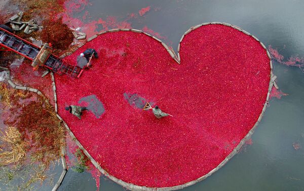 Фотография Клюквенное сердце (Cranberry heart) Сергея Гапона (Беларусь). Моя Планета, одиночные фотографии. - Sputnik Армения