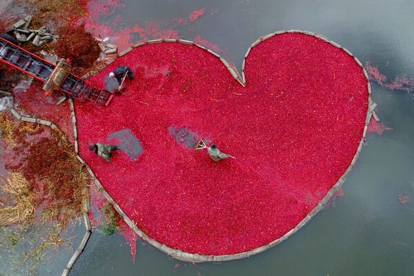 Фотография Клюквенное сердце (Cranberry heart) Сергея Гапона (Беларусь). Моя Планета, одиночные фотографии. Фотография Клюквенное сердце (Cranberry heart) Сергея Гапона (Беларусь). Моя Планета, одиночные фотографии. - Sputnik Армения