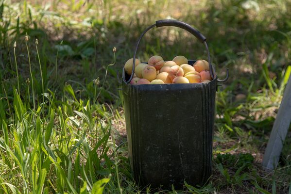 Сбор абрикосов в селе Айгезард, Араратская область - Sputnik Армения