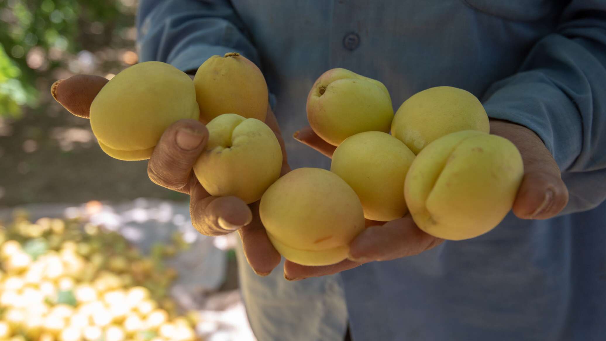 Дагестанские абрикосы