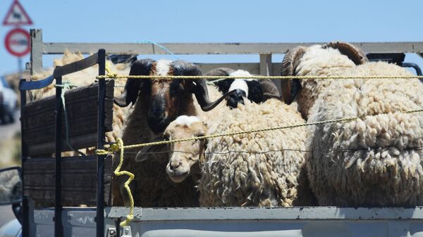 Бараны и овцы в кузове грузовика - Sputnik Армения