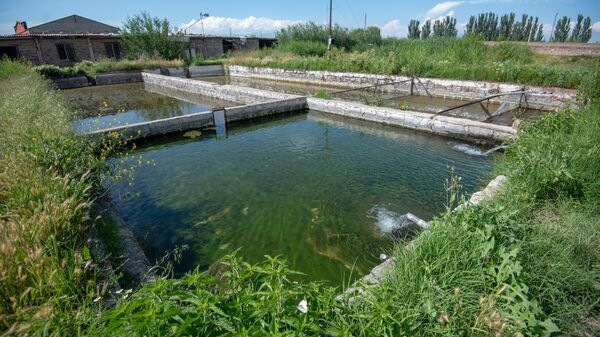 Бассейны рыбного хозяйства, село Гай, Армавирская область - Sputnik Армения