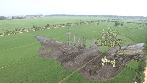 Китайские фермеры создают удивительные рисунки на рисовых полях - Sputnik Армения