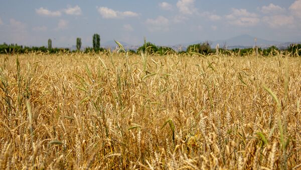 Пшеница - Sputnik Армения