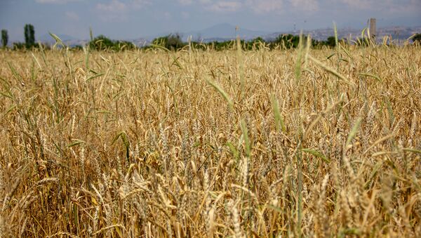 Пшеница - Sputnik Армения
