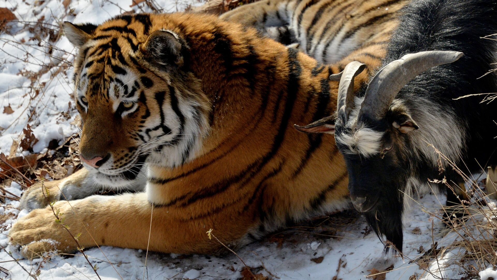 В Приморском Сафари-парке амурский тигр подружился с козлом - Sputnik Армения, 1920, 05.02.2021