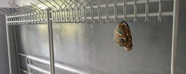 Военная кепка - Sputnik Արմենիա