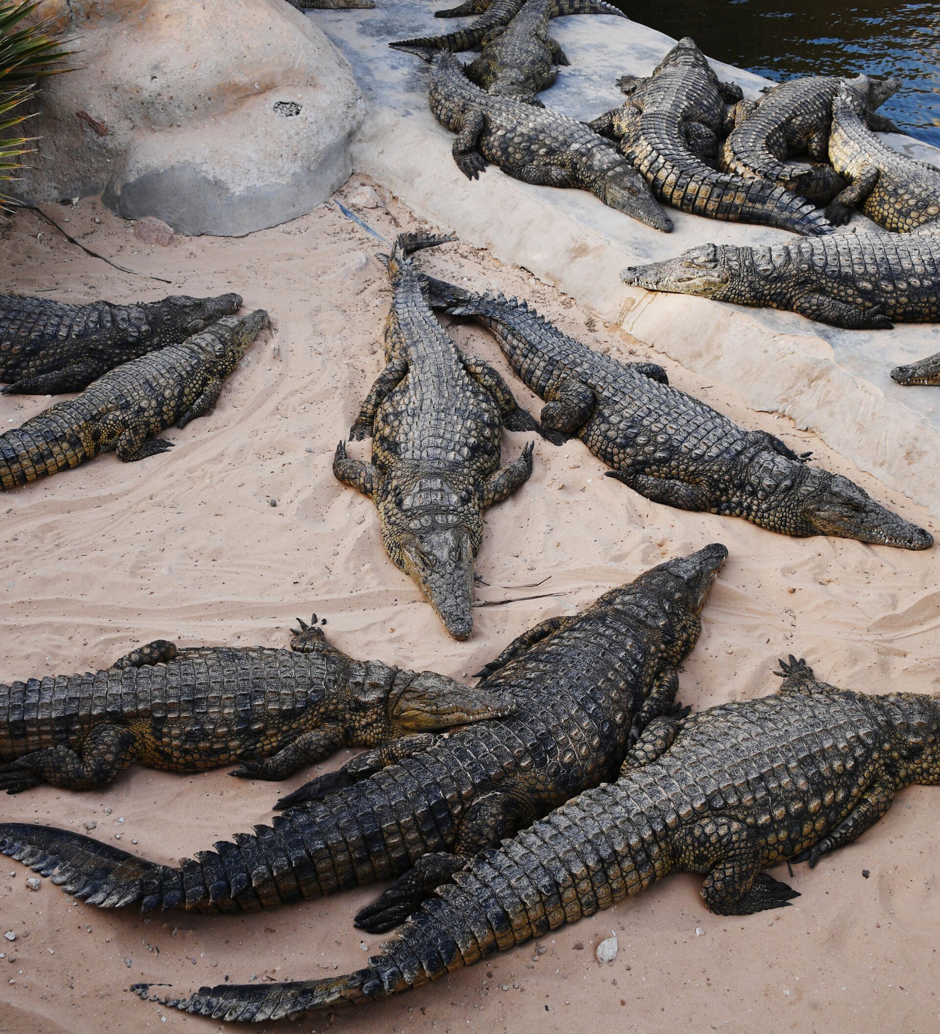тайланд крокодилы
