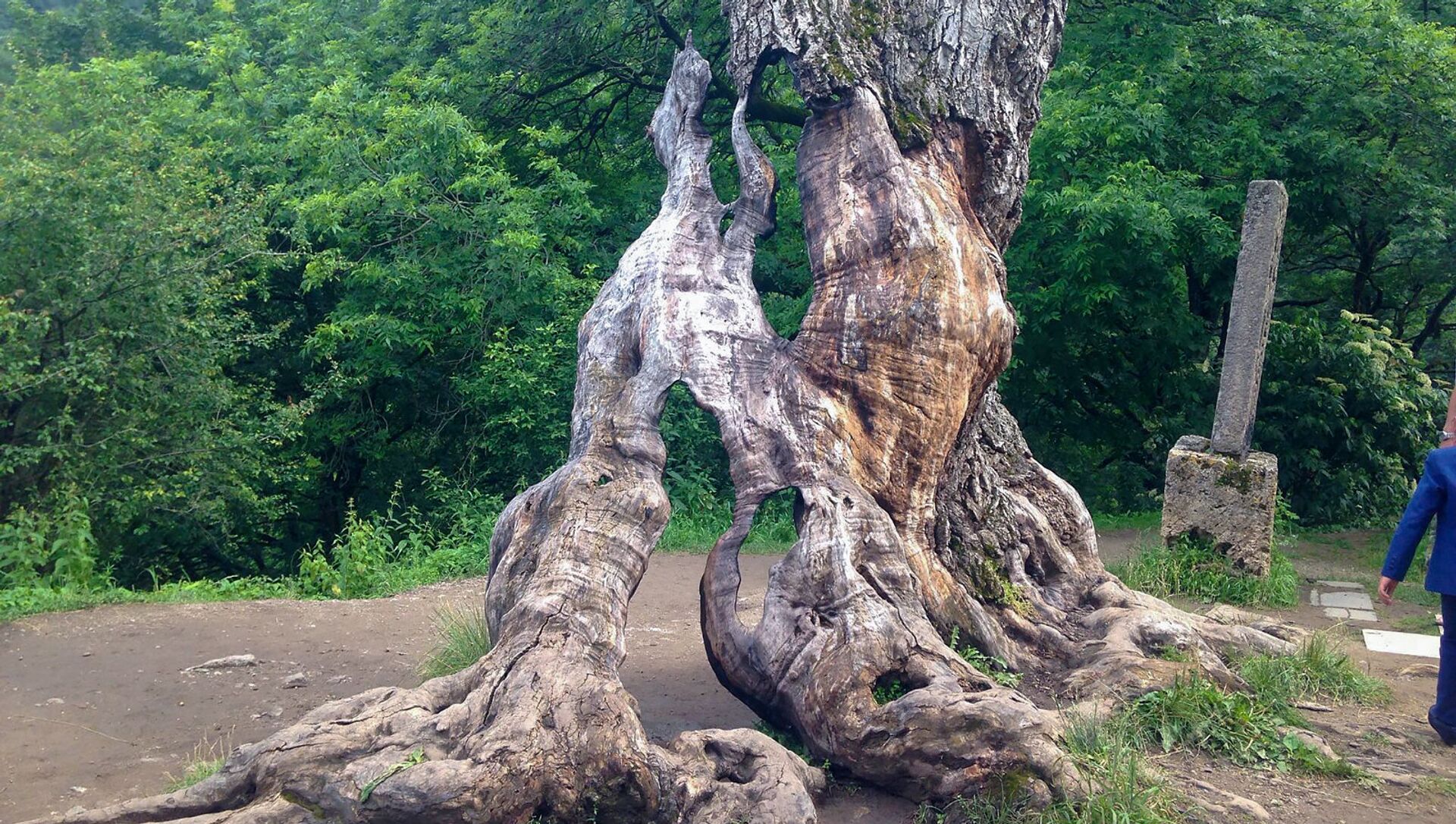 Мужское Дерево Фото