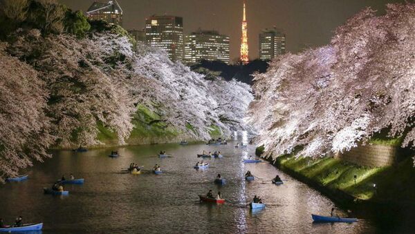 Полное цветение сакуры в Токио - Sputnik Արմենիա