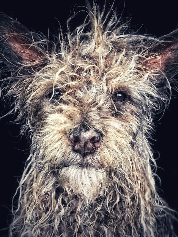 Работа фотографа Robin Robertis “Django” Old man baby dog, занявшая первое место в номинации Животные в фотоконкурсе 2018 iPhone Photography Awards - Sputnik Армения