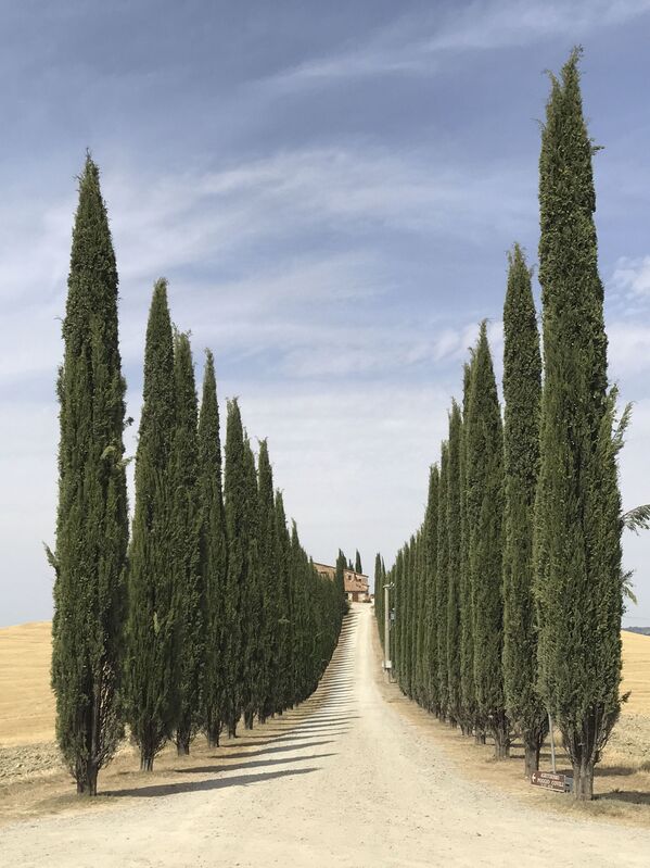 Работа фотографа Lidia Muntean Road of Tuscany, занявшая первое место в номинации Деревья в фотоконкурсе 2018 iPhone Photography Awards Работа фотографа Lidia Muntean Road of Tuscany, занявшая первое место в номинации Деревья в фотоконкурсе 2018 iPhone Photography Awards - Sputnik Армения