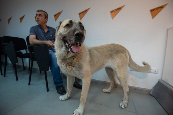 Видеомост по теме Как возрождают национальные породы собак в постсоветских странах - Sputnik Армения