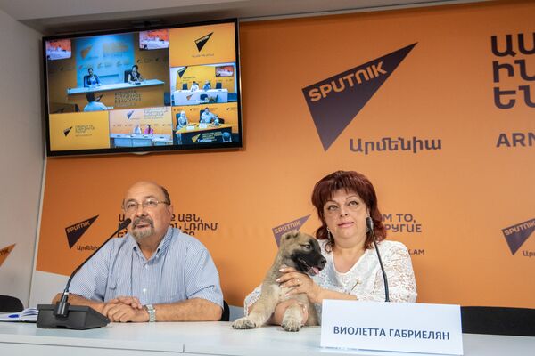 Виолетта Габриелян во время видеомоста по теме Как возрождают национальные породы собак в постсоветских странах - Sputnik Армения