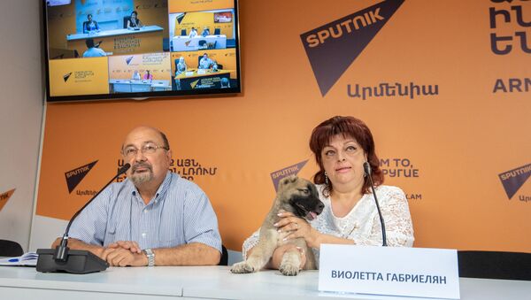 Виолетта Габриелян во время видеомоста по теме Как возрождают национальные породы собак в постсоветских странах - Sputnik Армения