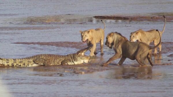Трое львов напали на крокодила - Sputnik Армения