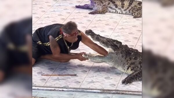 Крокодил откусил руку дресировщика - Sputnik Армения