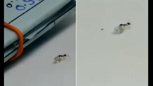 Муравьиная работа! Видео показывает крошечное насекомое, собиравшееся с драгоценным алмазом внутри магазина - Sputnik Армения