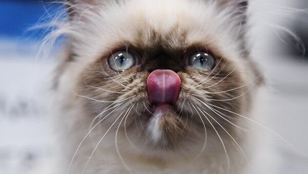 Кошка породы гималайская на международной выставке «Жемчужное шоу кошек» в конгрессно-выставочном центре Сокольники. - Sputnik Армения