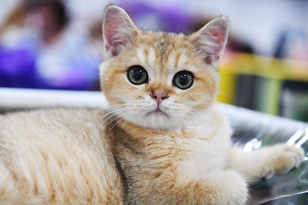 Кошка породы британская на международной выставке «Жемчужное шоу кошек» в конгрессно-выставочном центре Сокольники - Sputnik Армения
