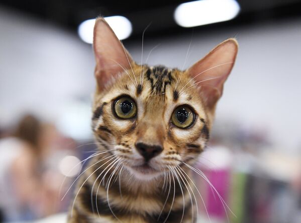 Кошка породы бенгальская на международной выставке «Жемчужное шоу кошек» в конгрессно-выставочном центре Сокольники - Sputnik Армения