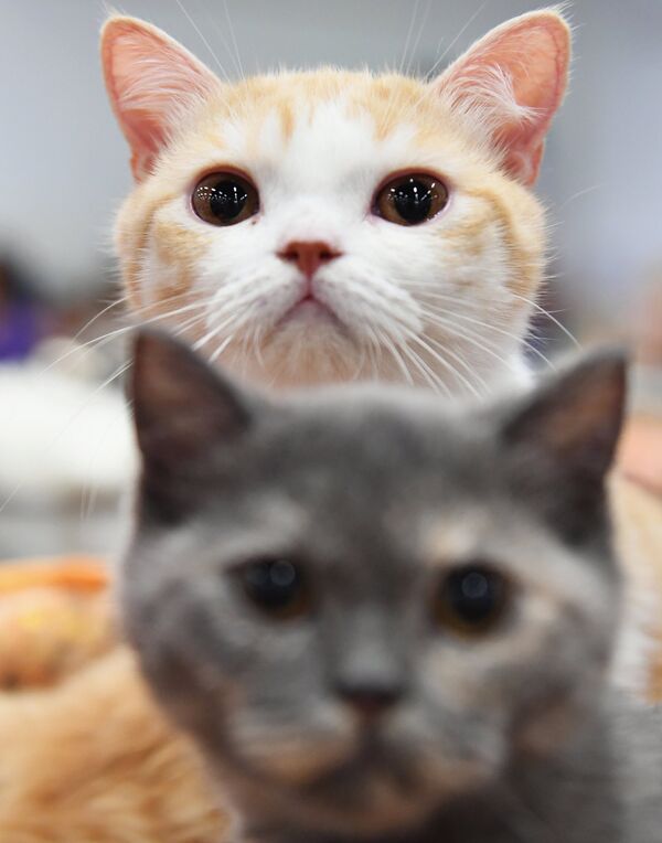 Кошки породы британская на международной выставке «Жемчужное шоу кошек» в конгрессно-выставочном центре Сокольники - Sputnik Армения