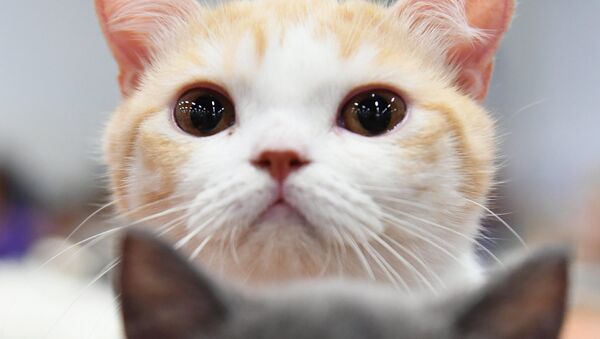 Кошки породы британская на международной выставке «Жемчужное шоу кошек» в конгрессно-выставочном центре Сокольники - Sputnik Արմենիա