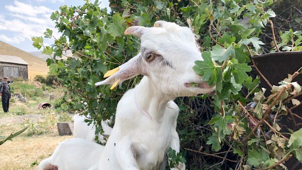 Украинские козы в селе Крашен - Sputnik Армения