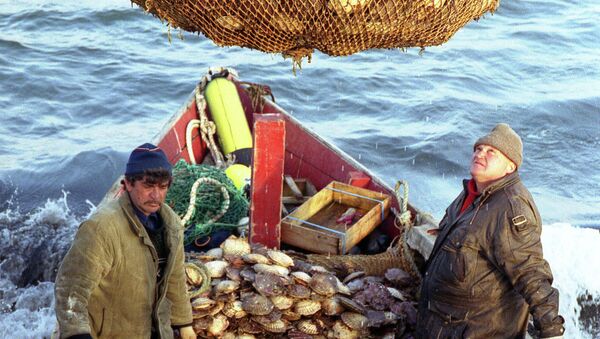 Добыча морского гребешка рыбаками - Sputnik Արմենիա