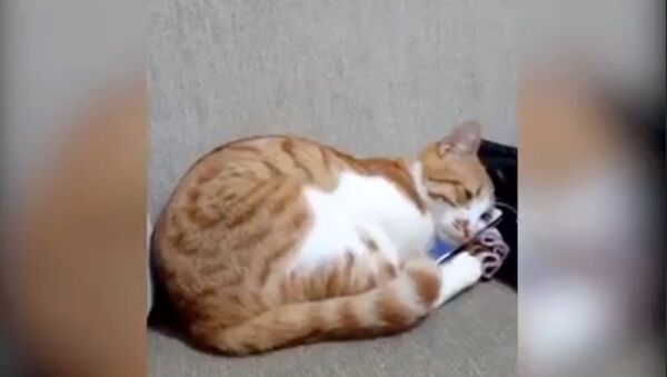 Кот смотрит видео про своего хозяина, который умер - Sputnik Армения