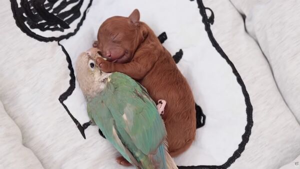 Попугай и новорожденный щенок - Sputnik Արմենիա