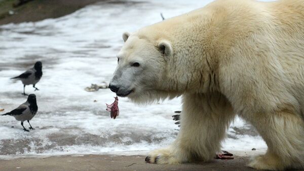 Белые медведи в Московском зоопарке - Sputnik Армения