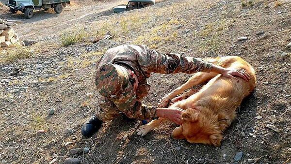 Ранненый пес после обстрела снайперской винтовкой с азербайджанской стороны - Sputnik Արմենիա